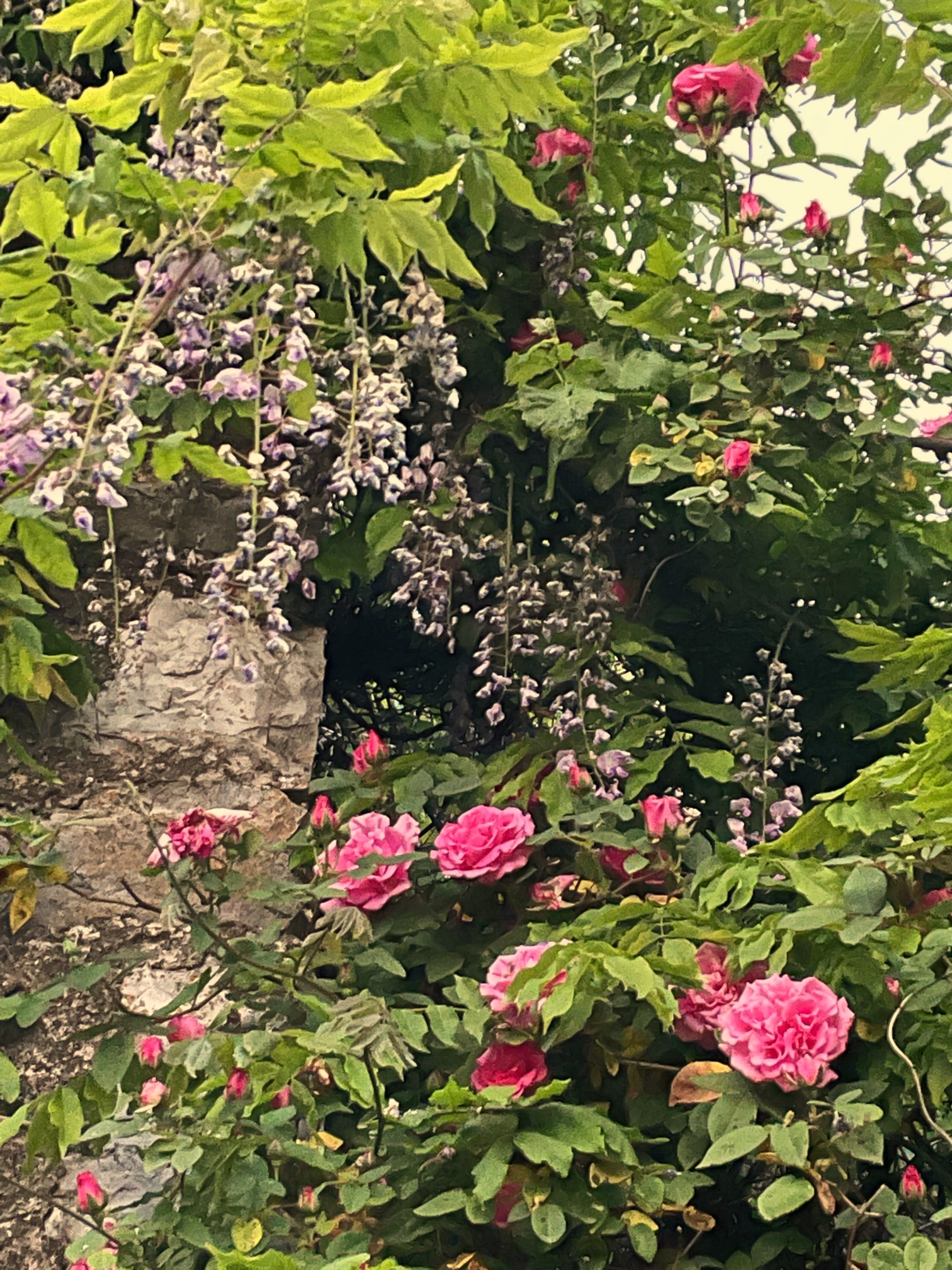 Flowers everywhere in Montefegatesi