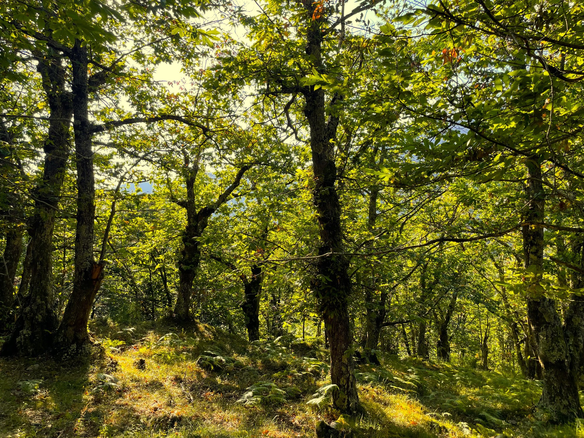 Wonderful nature klein